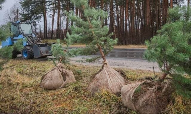 В Рыбинске высаживают сосны
