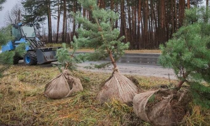 В Рыбинске высаживают сосны