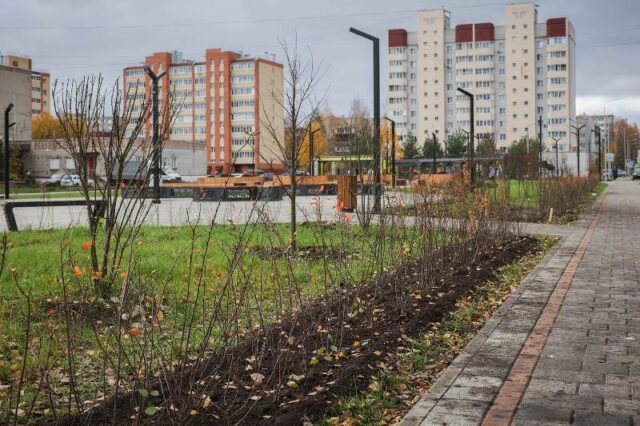 В парке на Суркова высаживают живую изгородь из кизильника