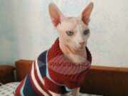 Отопительный сезон в Ярославской области начнется 4 октября