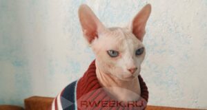 Отопительный сезон в Ярославской области начнется 4 октября