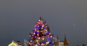 В Рыбинске ищут новогодние ели