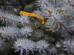 Парк на Суркова преобразился