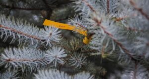 Парк на Суркова преобразился