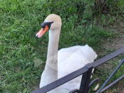 Для лебедя из Карякинского сада создали все условия для комфортной зимовки