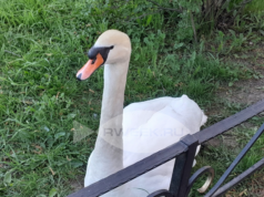 Для лебедя из Карякинского сада создали все условия для комфортной зимовки