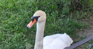 Для лебедя из Карякинского сада создали все условия для комфортной зимовки