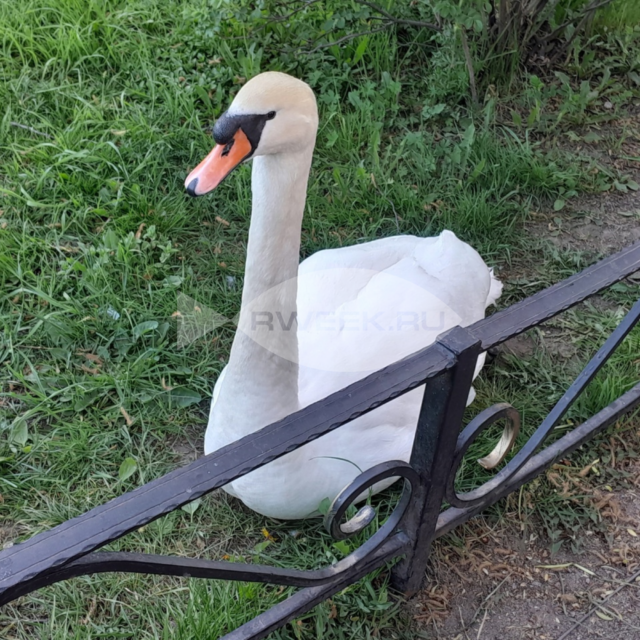 Для лебедя из Карякинского сада создали все условия для комфортной зимовки