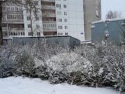 Жителям Рыбинска напоминают, что незаконная вырубка елей может грозить уголовной ответственностью