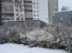 Жителям Рыбинска напоминают, что незаконная вырубка елей может грозить уголовной ответственностью