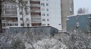 Жителям Рыбинска напоминают, что незаконная вырубка елей может грозить уголовной ответственностью