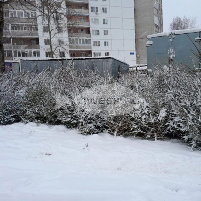 Жителям Рыбинска напоминают, что незаконная вырубка елей может грозить уголовной ответственностью