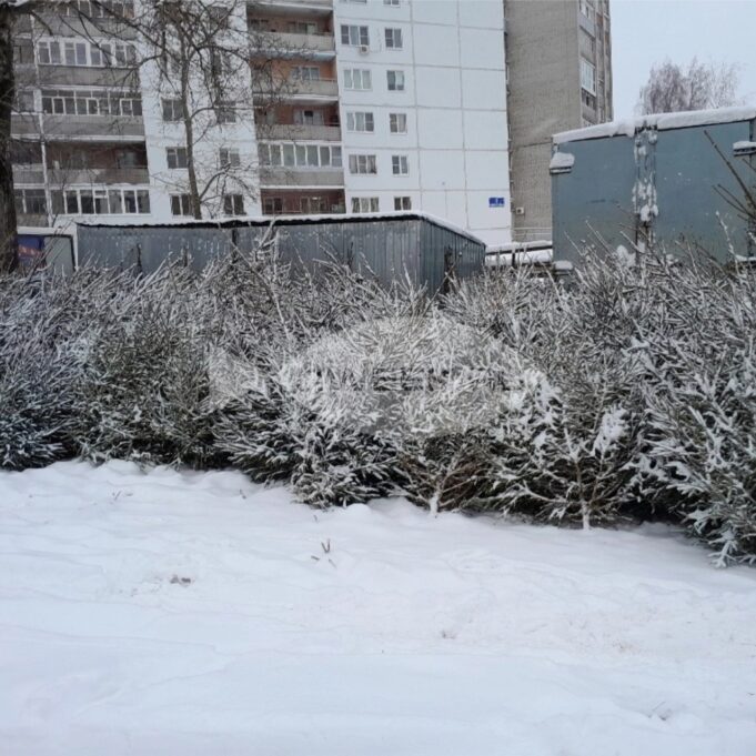 Жителям Рыбинска напоминают, что незаконная вырубка елей может грозить уголовной ответственностью