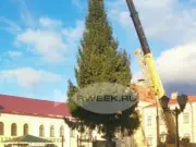 В Рыбинске устанавливают живые ели к Новому году