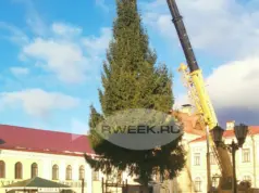 В Рыбинске устанавливают живые ели к Новому году