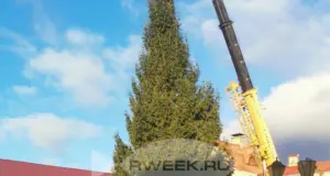 В Рыбинске устанавливают живые ели к Новому году