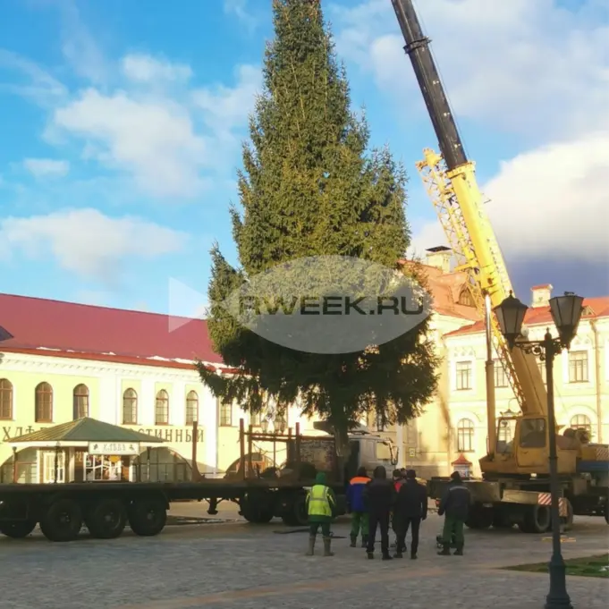 В Рыбинске устанавливают живые ели к Новому году