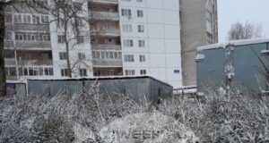 Ярославский зоопарк принимает в дар елки