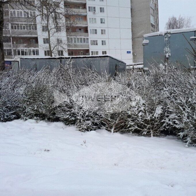 Ярославский зоопарк принимает в дар елки