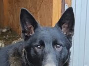 Им дали ШАНС: в центр реабилитации бездомных собак Рыбинска подвели итоги года