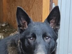 Им дали ШАНС: в центр реабилитации бездомных собак Рыбинска подвели итоги года