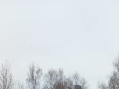 Указатели с медведями, появившиеся в Рыбинске, придется переделать