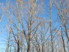 На Судоверфи выпилят старые деревья