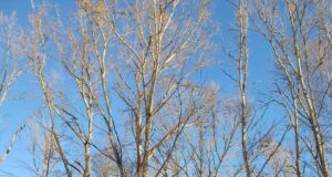 На Судоверфи выпилят старые деревья