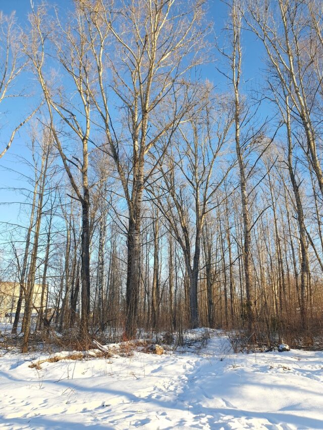 На Судоверфи выпилят старые деревья
