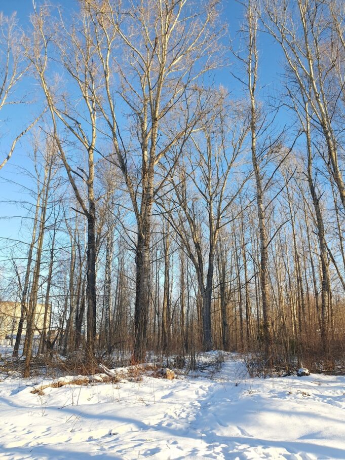 На Судоверфи выпилят старые деревья