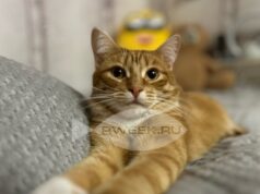 Стерилизовать, нельзя помиловать