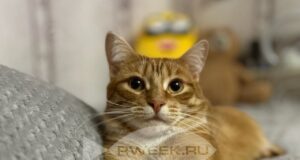 Стерилизовать, нельзя помиловать