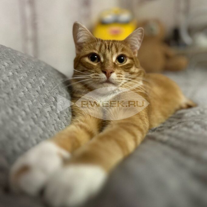 Стерилизовать, нельзя помиловать