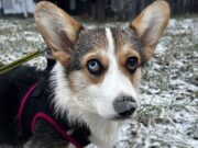 За нарушение требований к выгулу собак будут штрафовать