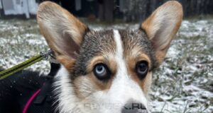 За нарушение требований к выгулу собак будут штрафовать