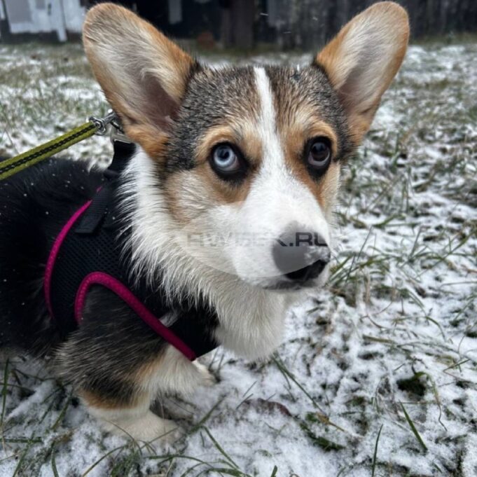 За нарушение требований к выгулу собак будут штрафовать