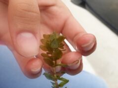 Ученицы Рыбинского Кванториума заняли 3 место в международном фестивале в области естественных наук и технологий «БиоТехноФест»