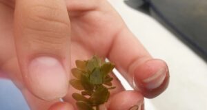 Ученицы Рыбинского Кванториума заняли 3 место в международном фестивале в области естественных наук и технологий «БиоТехноФест»