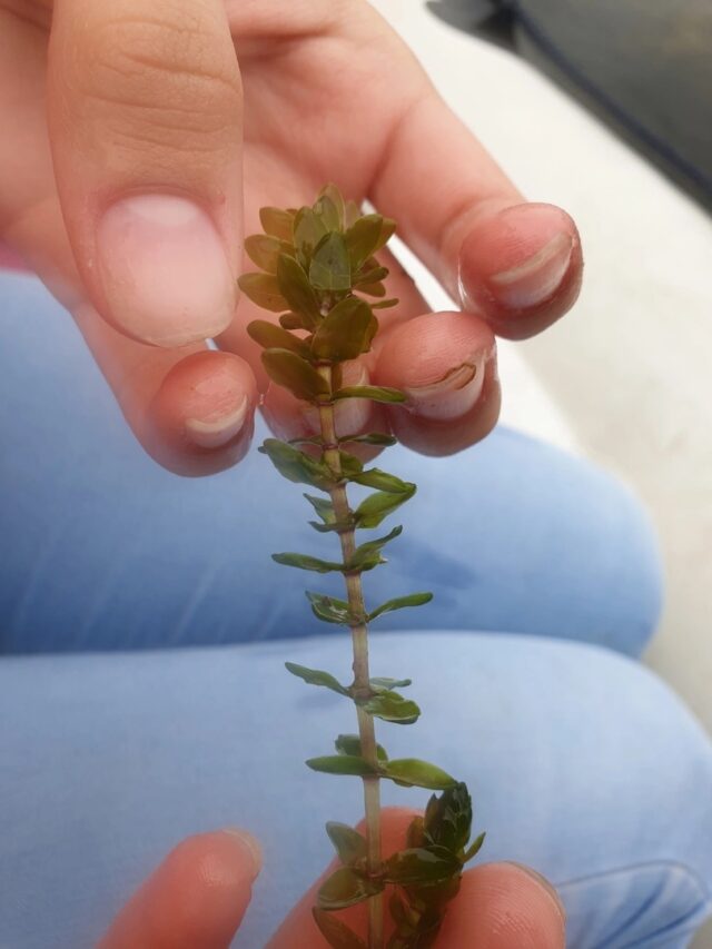 Ученицы Рыбинского Кванториума заняли 3 место в международном фестивале в области естественных наук и технологий «БиоТехноФест»