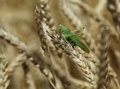 Летом 2025 года в России ожидают нашествие саранчи