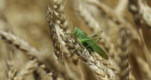 Летом 2025 года в России ожидают нашествие саранчи