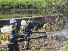 В Ярославской области начинается компания по борьбе с борщевиком