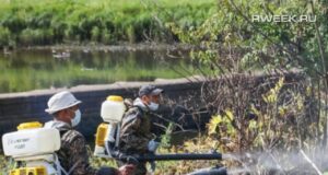 В Ярославской области начинается компания по борьбе с борщевиком