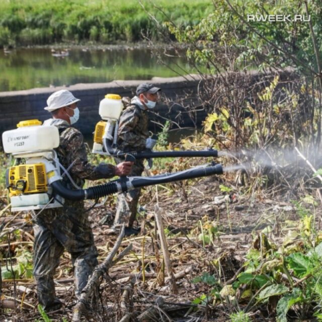 В Ярославской области начинается компания по борьбе с борщевиком