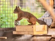 В городской сквер планируют заселить белочек