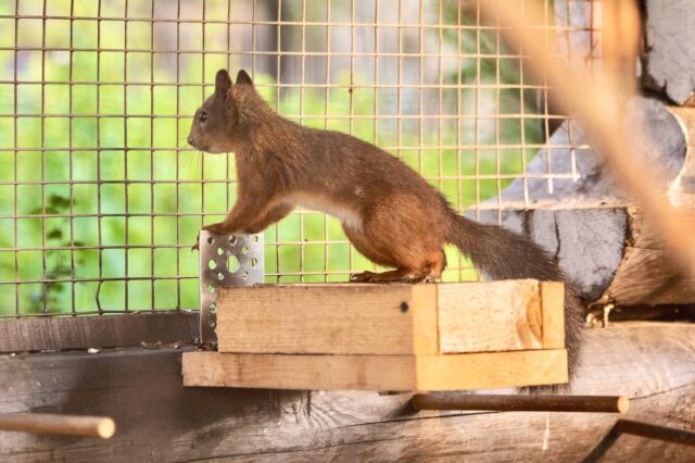 В городской сквер планируют заселить белочек