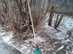 Рыбинцы выходят на субботники