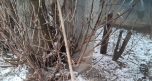 Рыбинцы выходят на субботники