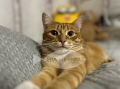 Жители Рыбинска и Рыбинского района смогут бесплатно привить домашних животных от бешенства