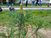 Под Рыбинском появится «Парк Победы»